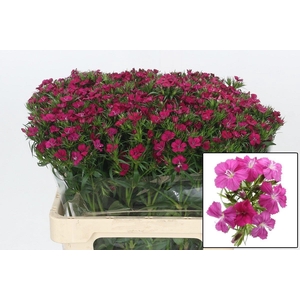 DI BARB AM NEON CHER