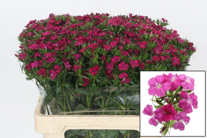 <h4>DI BARB AM NEON CHER</h4>