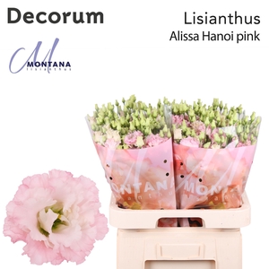 Lisianthus Alissa Hanoi pink 70cm