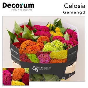 Celosia Reprise Mix Bos