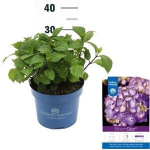 Hydrangea 'BloomStar Blue' - P23 - Endless Summer