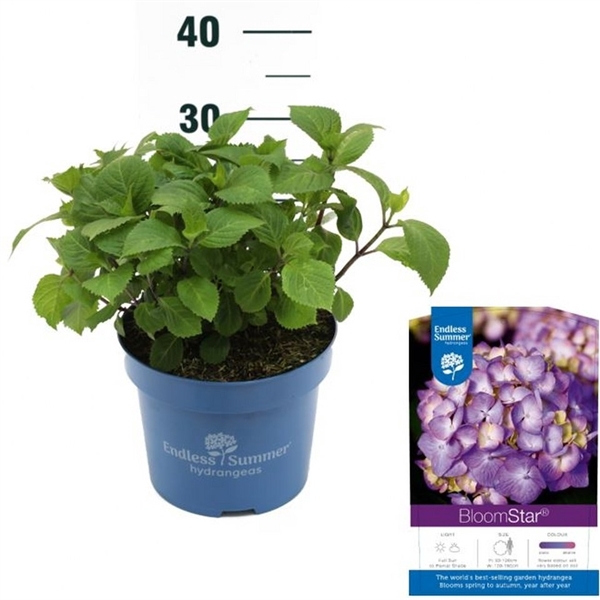 <h4>Hydrangea 'BloomStar Blue' - P23 - Endless Summer</h4>