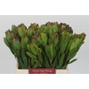 Leucadendron Goldstrike