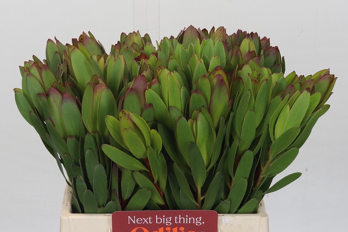 Leucadendron Goldstrike