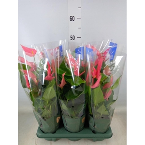 Anthurium andr. 'Joli'