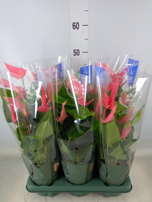 <h4>Anthurium andr. 'Joli'</h4>