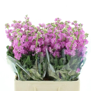 Matth Incana Iron Pink Super