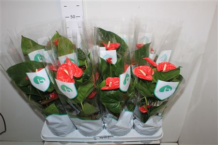<h4>Anthu An Madural 4 Bloemen+</h4>