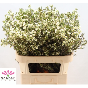 Cham Un Crystal Pearl