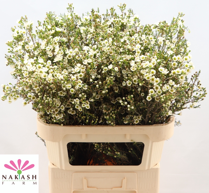 <h4>Cham Un Crystal Pearl</h4>