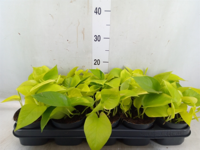 <h4>Epipremnum pinn. 'Golden Pothos'</h4>