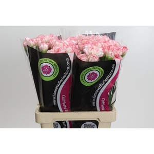 Dianthus St Poirot Bianco