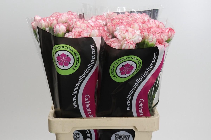 <h4>Dianthus St Poirot Bianco</h4>