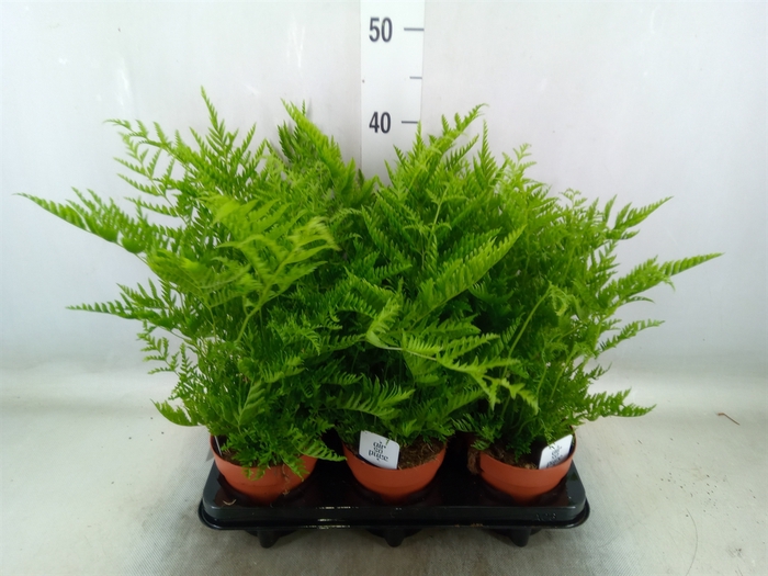 <h4>Pteris straminea</h4>