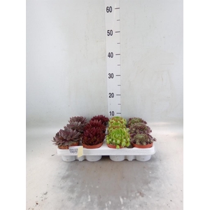 Sempervivum   ...