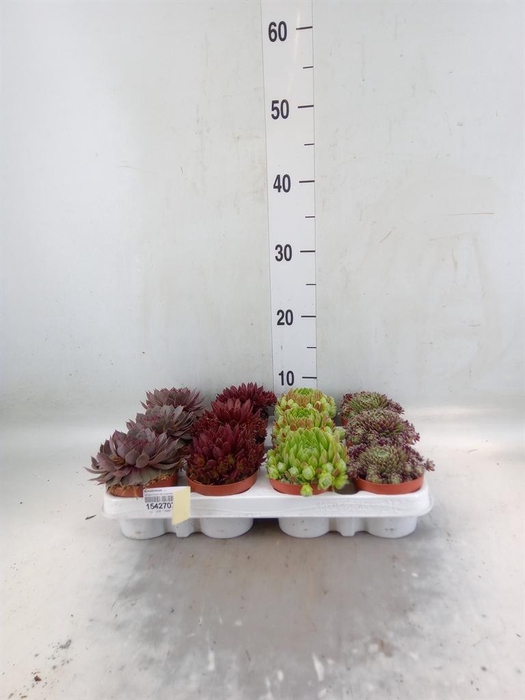 <h4>Sempervivum   ...</h4>