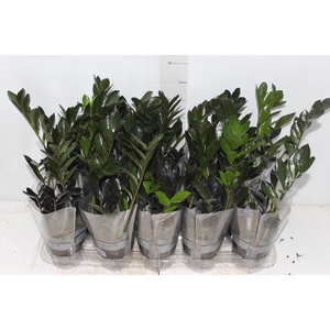 ZAMIOCULCAS DARK ZAMICRO P11