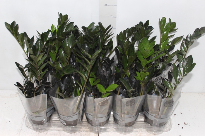 <h4>ZAMIOCULCAS DARK ZAMICRO P11</h4>
