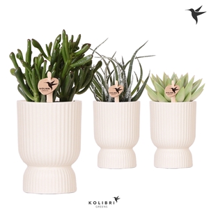 Kolibri Greens Succulenten mix in Diabolo pot travertine