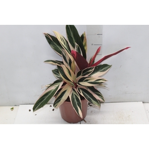CALATHEA TRIALSTAR P17