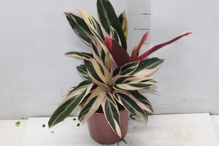 <h4>CALATHEA TRIALSTAR P17</h4>