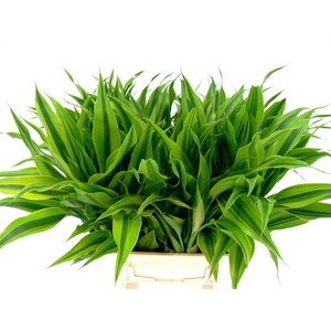 Sanderiana Gold 45cm
