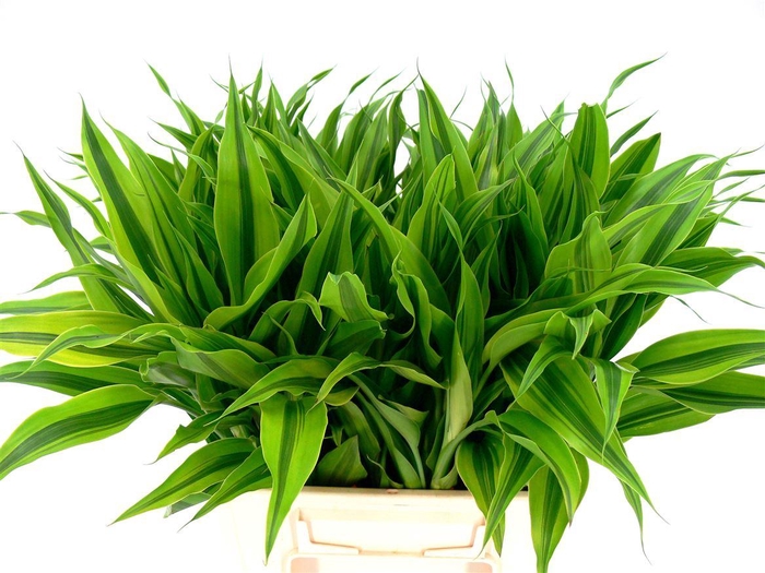 <h4>Sanderiana Gold 45cm</h4>
