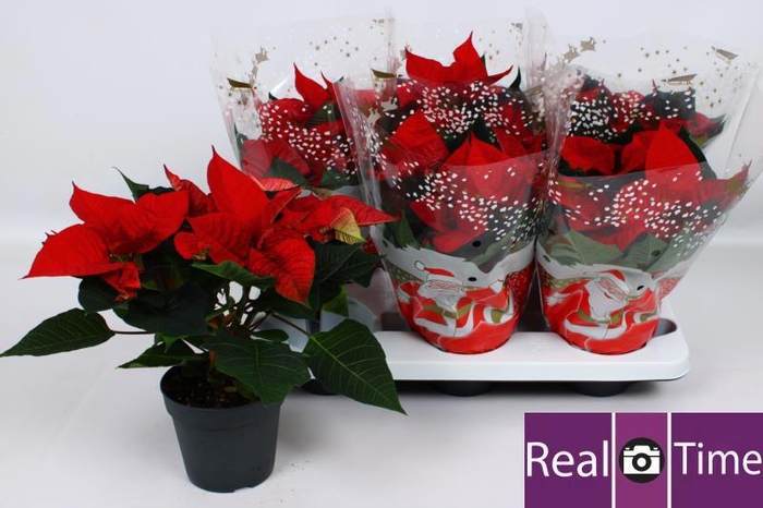 <h4>EUPHOR P CHR EVE</h4>