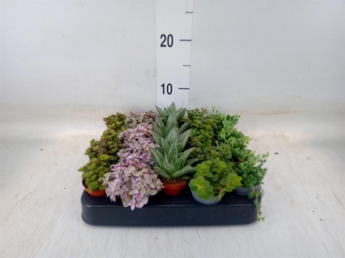 <h4>Planten  ..mix</h4>