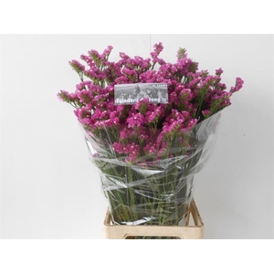 Limonium sinuatum Raspberry Wings
