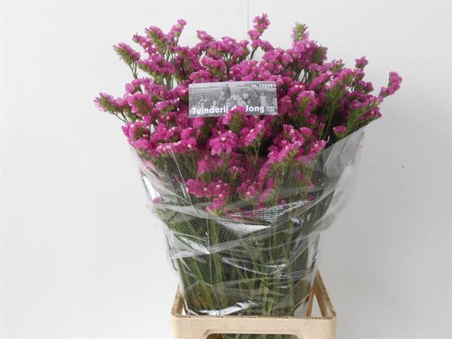 <h4>Limonium sinuatum Raspberry Wings</h4>