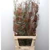 Rosa Corallo Green