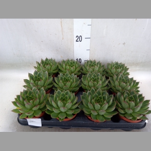 Echeveria  'Miranda'
