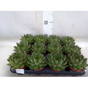 Echeveria  'Miranda'