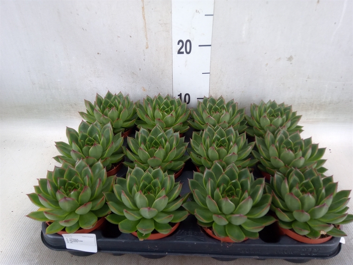 <h4>Echeveria  'Miranda'</h4>