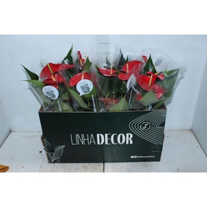 ANTHURIUM QUERIDA P15 PREMIUM