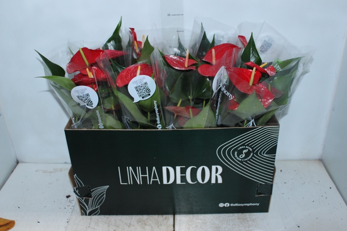 <h4>ANTHURIUM QUERIDA P15 PREMIUM</h4>