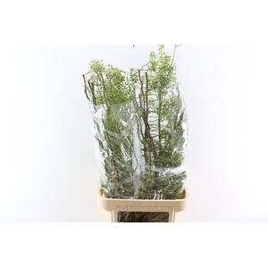 Rosa Corallo 110cm Ptk