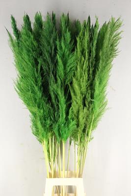 <h4>Df Pampas 130cm Apple Green</h4>