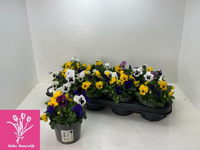 <h4>VIO TRICOLOR</h4>