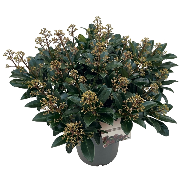 <h4>Skimmia jap. 'Rubella' sense</h4>