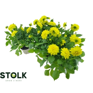 DAHL HYPNO YELLOW