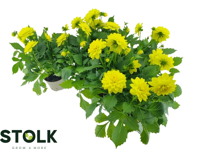 <h4>DAHL HYPNO YELLOW</h4>