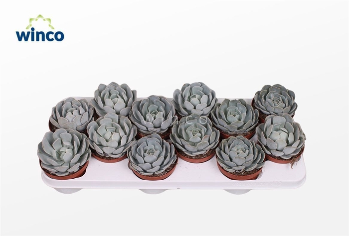 Echeveria Grey Prince