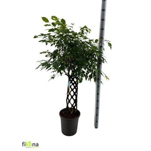 Fic Be Bizondere Vor Gevlochten Mat