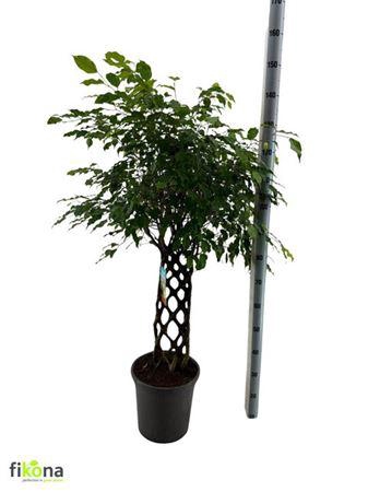 <h4>Fic Be Bizondere Vor Gevlochten Mat</h4>