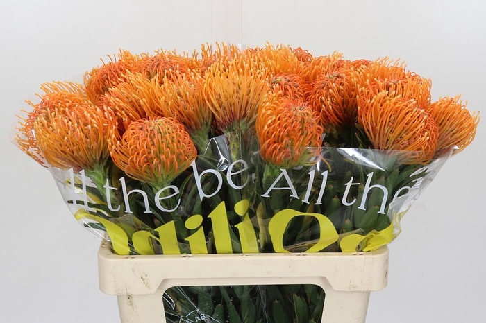 <h4>Nutans Ayoba Peach</h4>