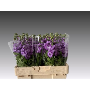 Matth Phantom Lavender Kali