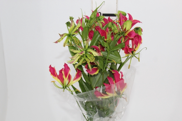 <h4>GLORIOSA</h4>