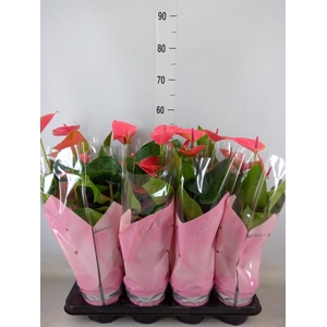 Anthurium andr. 'Sweet Dream'